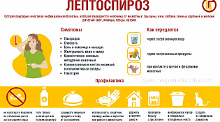 Памятка для населения. Профилактика лептоспироза