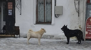 УВАЖАЕМЫЕ ВЛАДЕЛЬЦЫ СОБАК!
