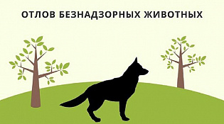 Информация об отловленных безнадзорных животных